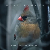 Birds Chirping artwork