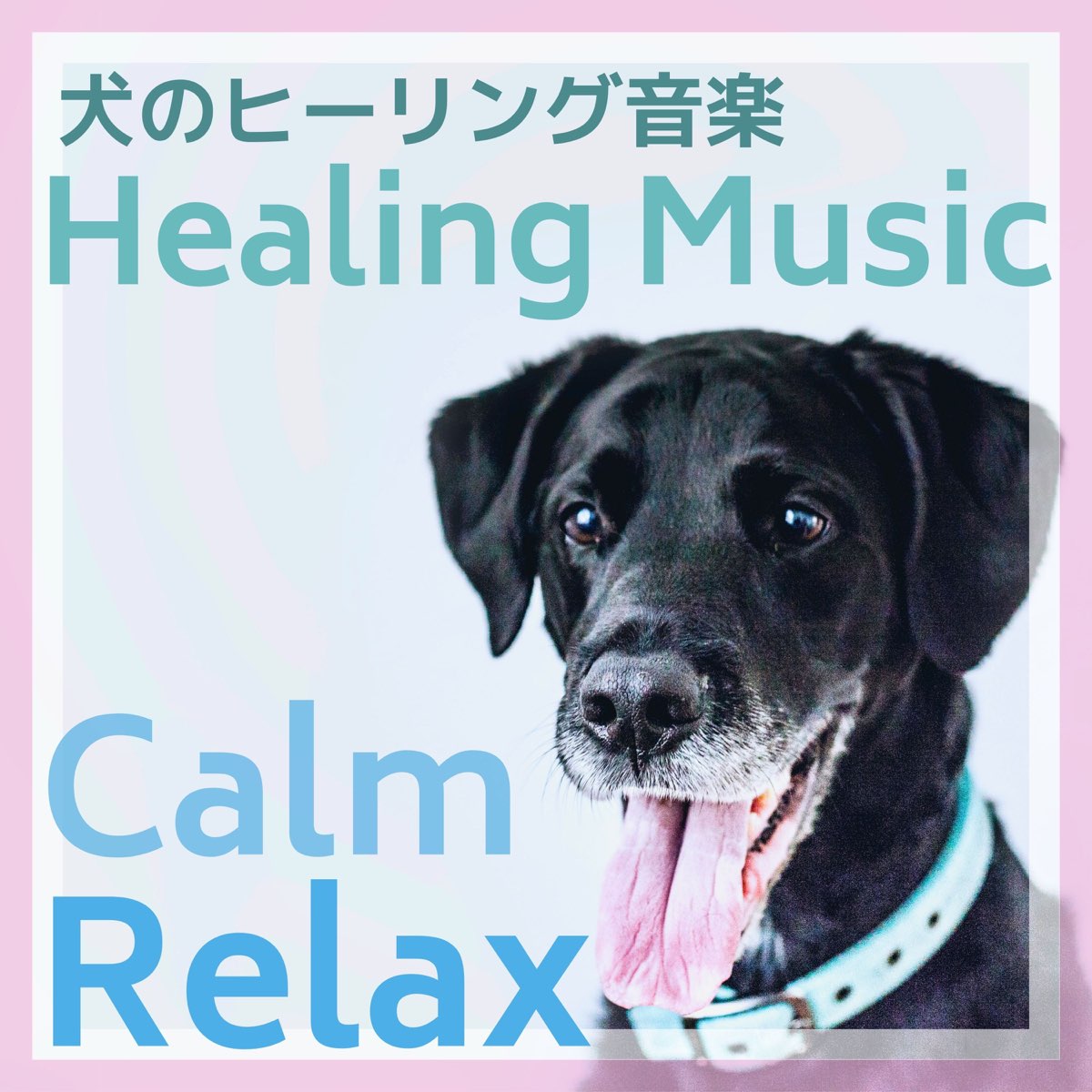 犬の鼓腹の 犬のヒーリング音楽 犬が落ち着く音楽 ストレスや不安を減らす留守番bgm をapple Musicで
