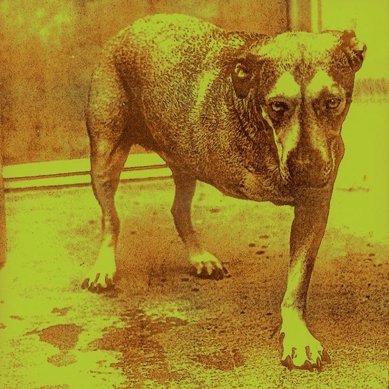 Cover artwork for Frogs