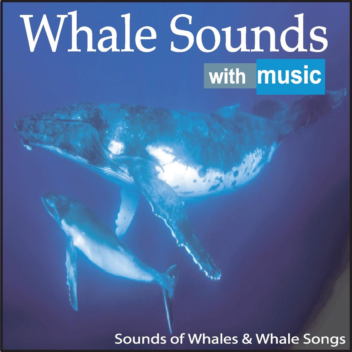 whale song travel