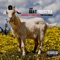 Goat Freestyle (feat. Theycallhimap) - Lu$t lyrics