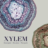 Xylem artwork