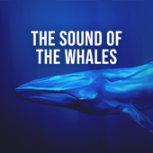 The Sound of the Whales: Feel the Meditative Power of the Largest Marine Mammals in the World, White Noise to Visualise - Relaxing White Noise Sounds