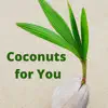 Coconuts for You (feat. Kid Ocean) - Single album lyrics, reviews, download