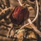 Malos Pasos - Duke lyrics