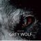 Grey Wolf - Infraction lyrics