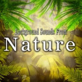 The Hollywood Edge Sound Effects Library - Swamp Environment with Frogs in Pond and Birds Version 2