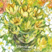 Sternbergia artwork