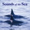Pacific Ocean (Maui) - John Grout lyrics