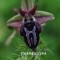 Orkidea - Jani Malmi lyrics