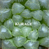 Kurage - Uri Nakayama