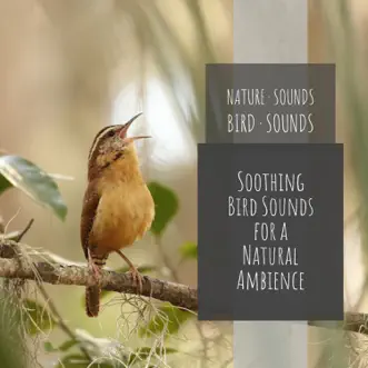 Outside Bird Sounds by Nature Sounds & Bird Sounds song reviws