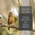 Outside Bird Sounds song reviews