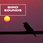 Bird Sounds - Mother Nature - EP artwork