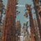 Sequoia - Mango Cult lyrics