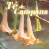 Lucho - Té de Campana