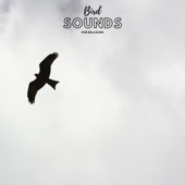 Bird Sounds For Sleeping artwork