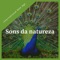 Yoga Guru - International New Age lyrics