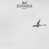 Bird Sounds For Anxiety artwork