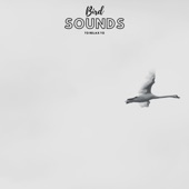 Sleep Bird Sounds artwork