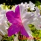 Flora - MakitaShinichi lyrics