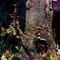 BD (feat. Megpoid) - otetsu lyrics