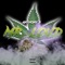 Mr. Loud - Single