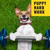 Puppy Hard Work, 2021