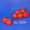 Rotten Tomatoes - EP