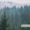 The Forest (Loopable) - Birds In The Forest, Sounds of Nature Zone & Forest Sounds