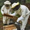Beekeepers - Paryos lyrics