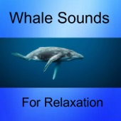 Whale and Gentle Rain Sounds artwork