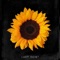 Sunflower - Lady Saint lyrics