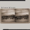 Bison Bison