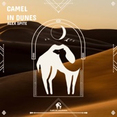 Camel in Dunes artwork