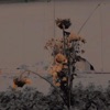 Flores Marchitas - Single