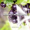Чёрная смородина (Версия 2023) - Single