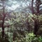 Traquair (Layers Ambient) [feat. Poppy Ackroyd] - Mara Simpson lyrics