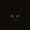 BLACK CATS - Single