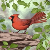 Bird boy - Northern Cardinal