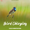 Bird Chirping - Mr Wow