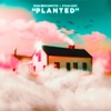 Planted - Single