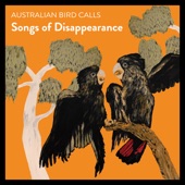 Australian Palm Cockatoo artwork