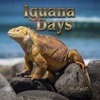 Iguana Days