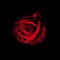 Red Roses - Kilobits lyrics