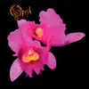 Orchid album lyrics, reviews, download