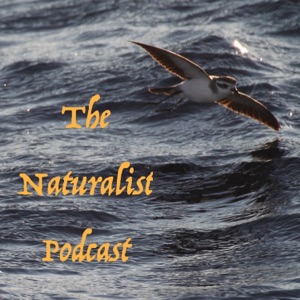The Naturalist Podcast Episode 26: Nature Journaling with Marley Peifer