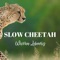 Slow Cheetah (Acoustic) artwork
