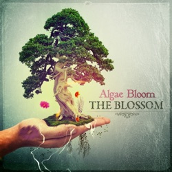 Algae Bloom - Healing Drum(with Stereofeld)