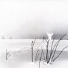 Timo Rautiainen & Trio Niskalaukaus - Rajaton rakkaus